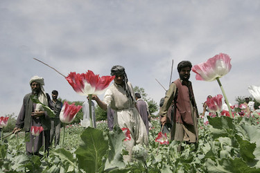 Afghan Opium