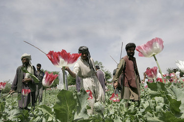 PIPE DREAMS: The Taliban and Drugs from the 1990s into Its New Regime Image